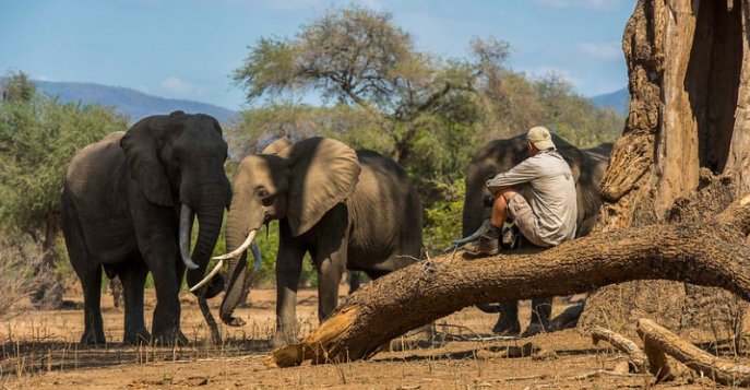 Сафари в Зимбабве с фотографом Ником Даером