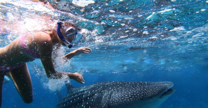 Снорклинг с китовыми акулами Whale Shark Watching