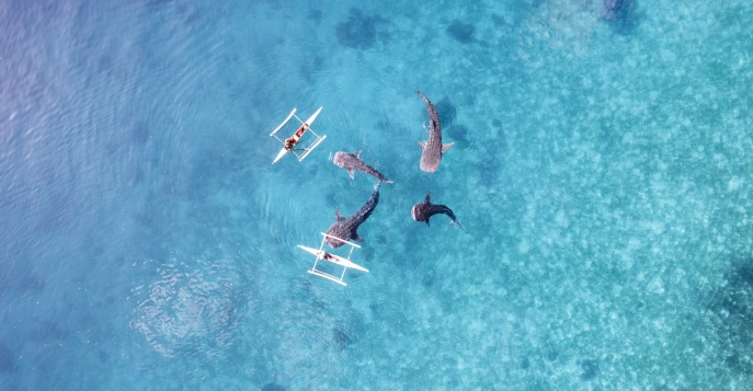 Китовые акулы Whale Shark Watching