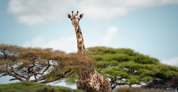Сафари по национальным паркам Кении и пляжный отдых