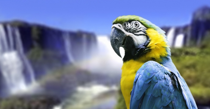 Изумительные, сказочные птицы диковинных расцветок в Парке Игуасу