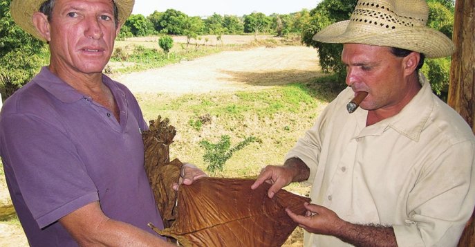 Ферма Гектора Льюиса, Господина Сигар, Куба