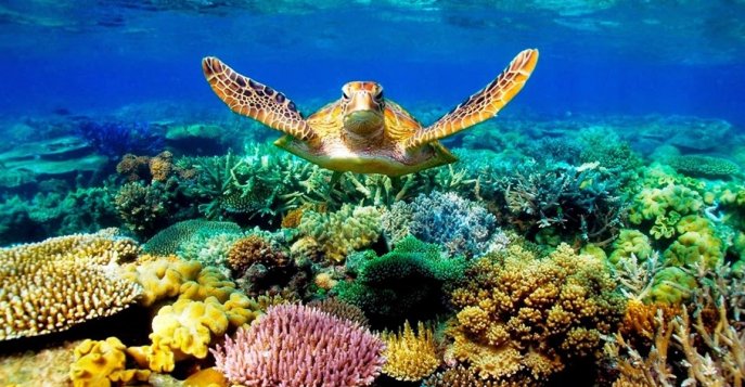 Большой Барьерный Риф, Австралия	