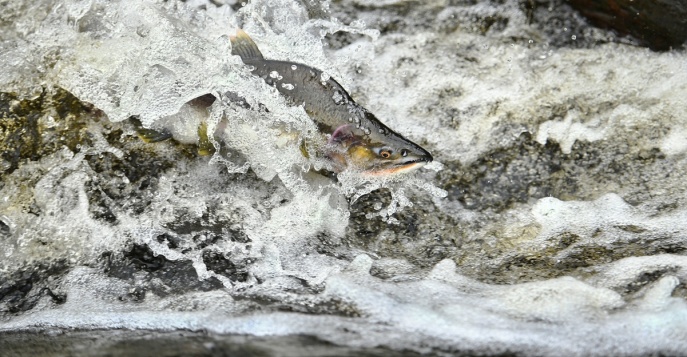 Горбуша - речная рыбалка на севере Сахалина