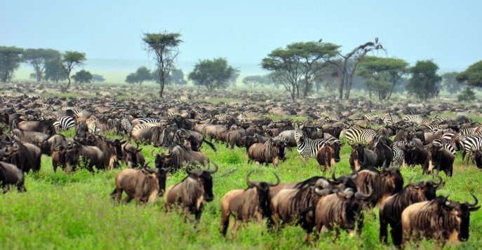 Доступное сафари в Танзании