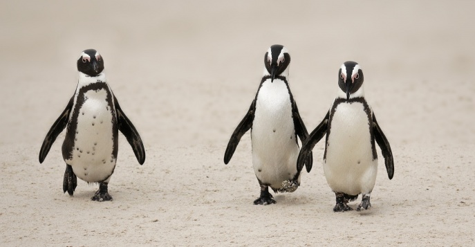 Пляж пингвинов Болдерс