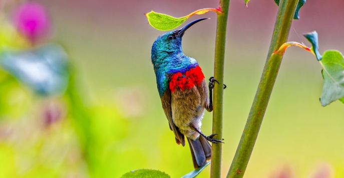 Посещение заповедника птиц «Birds of Eden»