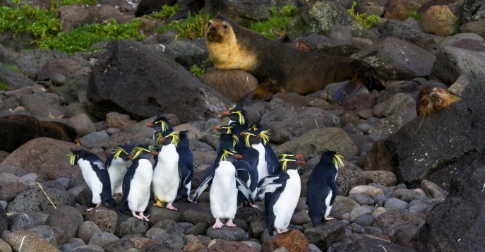 Мы будем исследовать дикую природу острова Тристан-да-Кунья, и, если повезет, встретим северных хохлатых пингвинов