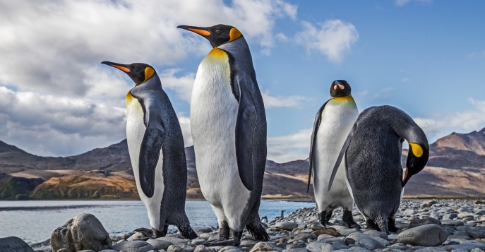Здесь вас ждет особая аудиенция, вы окажетесь в гостях у королевских пингвинов