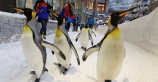 Живые пингвины в Ski Dubai