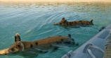 Плавающие Багамские свиньи