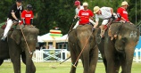 Хуахин готовится к Королевскому турниру по слоновьему поло 
