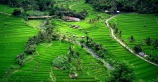 Рисовые террасы Бали внесли в Список Всемирного наследия